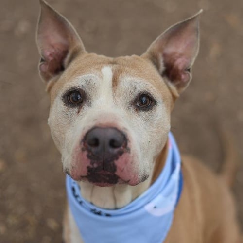 DOODLEBOB - American Staffordshire Terrier available for adoption