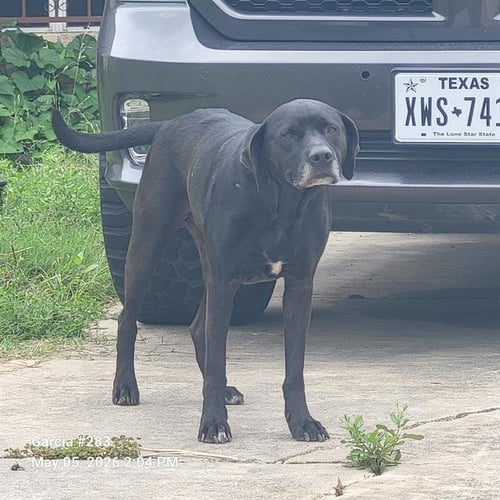 BANE - Labrador Retriever available for adoption
