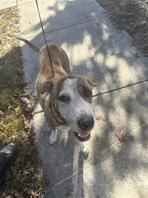 ZOE - American Staffordshire Terrier available for adoption