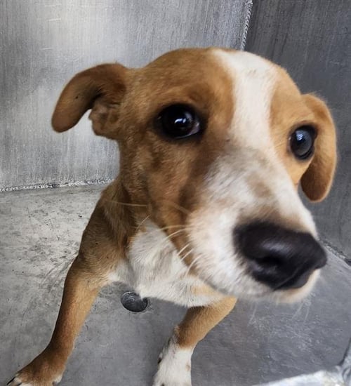 BUNNY - Terrier available for adoption