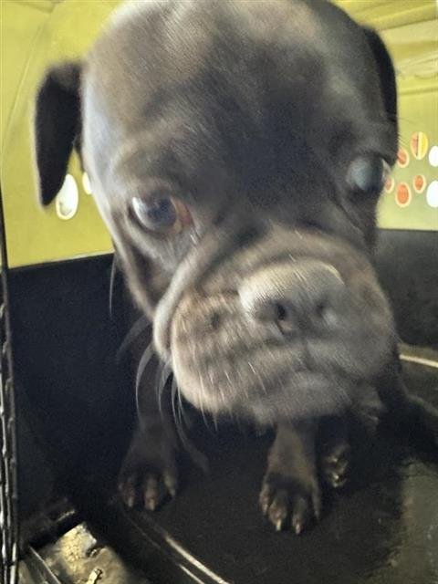 A799171 - Pug available for adoption