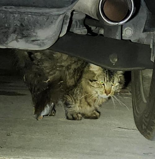 STRIPE - Domestic Long Hair available for adoption