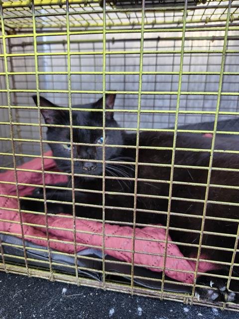 ROSARITA - Domestic Short Hair available for adoption