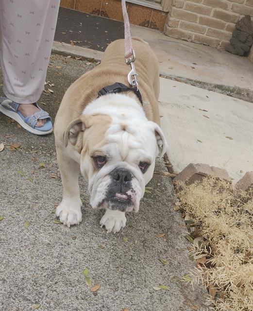 WILLY - English Bulldog available for adoption