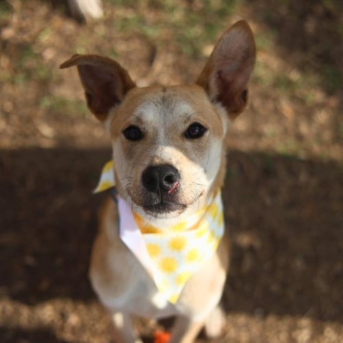 ARIES - Terrier available for adoption