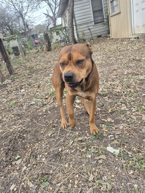 PINTO - American Staffordshire Terrier available for adoption