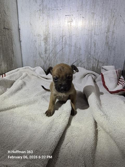 ARTHUR - Chihuahua available for adoption