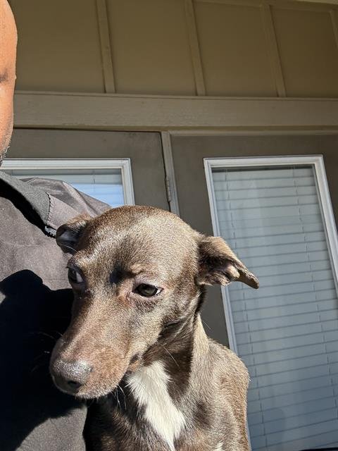 BUTTONS - Chihuahua available for adoption