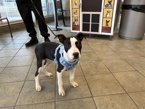 PENNY - Terrier available for adoption