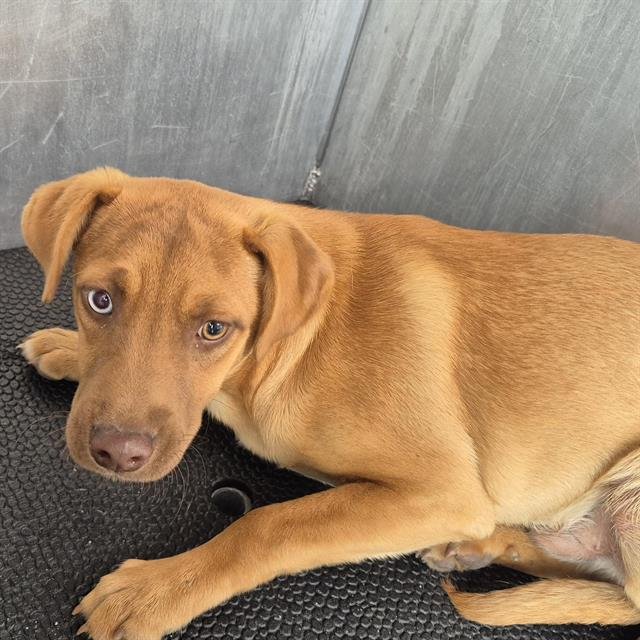 BROWNIE - Terrier available for adoption