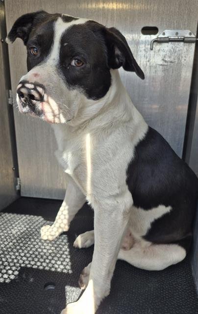 TOBY - Terrier available for adoption