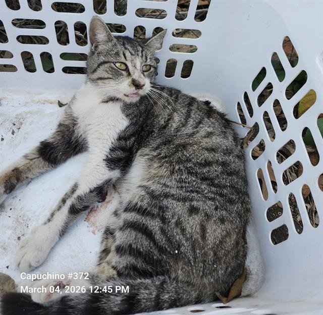 RIGBY - Domestic Short Hair available for adoption