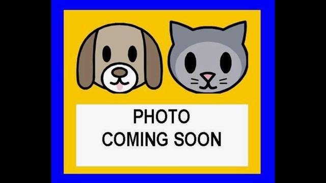 GYMNASTICS - Terrier available for adoption