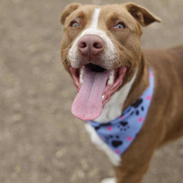 ROUX - American Staffordshire Terrier available for adoption