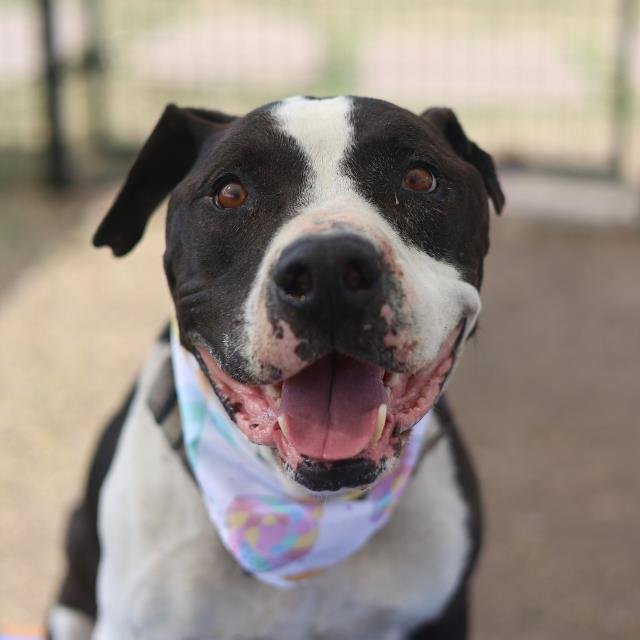 KITTY - American Bulldog / American Staffordshire Terrier available for adoption