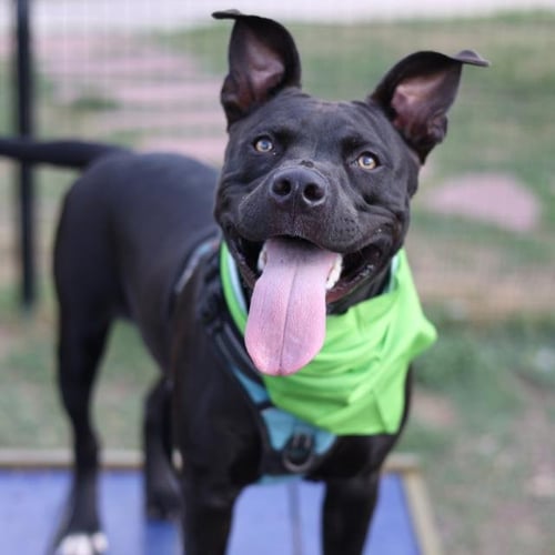 APOLLO - Staffordshire Bull Terrier available for adoption