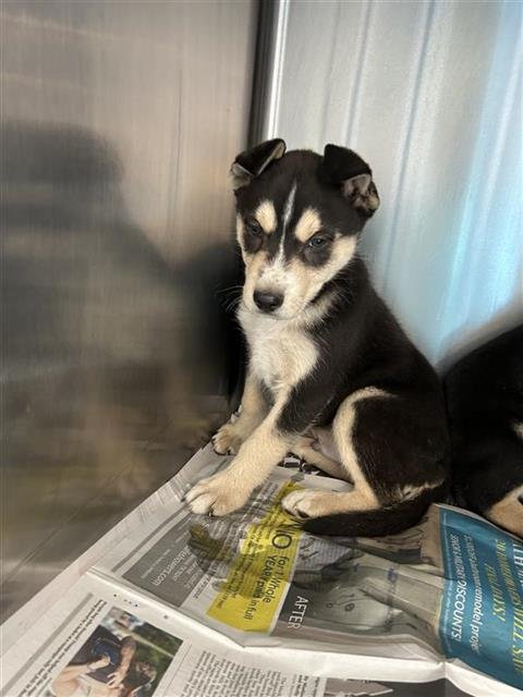 ABEL - Husky available for adoption