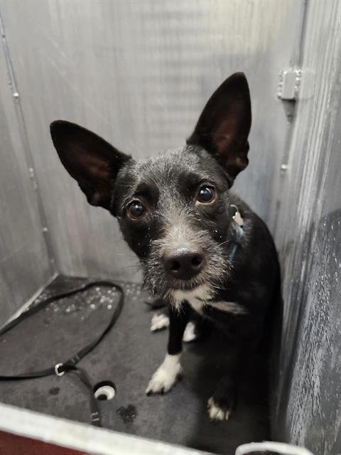 MAGIC - Terrier available for adoption