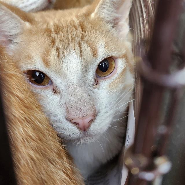 BOYD - Domestic Short Hair available for adoption