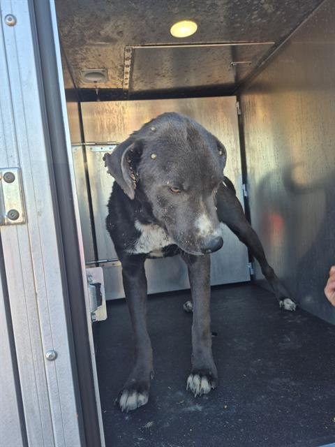 THUNDER - American Staffordshire Terrier available for adoption