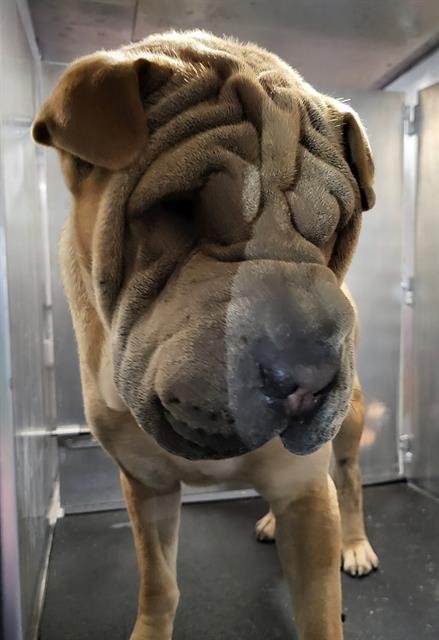 A809001 - Chinese Shar-Pei available for adoption