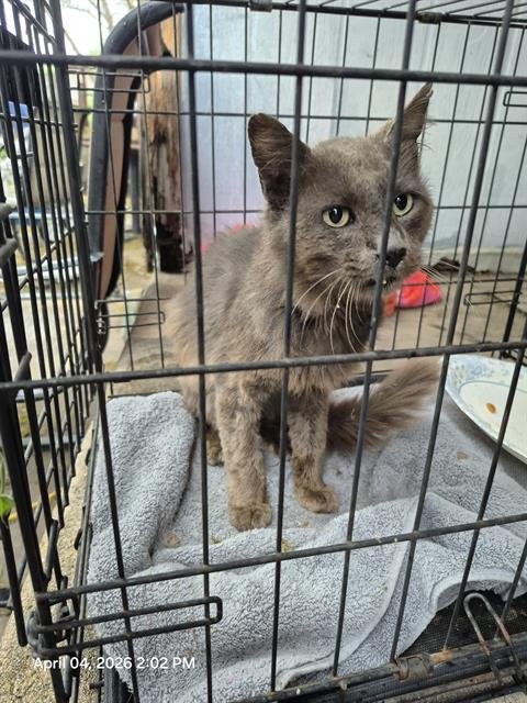 BABY-BOY - Domestic Medium Hair available for adoption