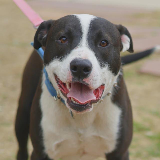 PANDA - American Staffordshire Terrier available for adoption