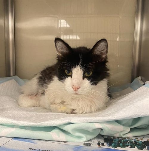 COW - Domestic Medium Hair available for adoption