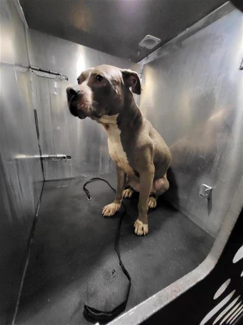 SABRINA - American Staffordshire Terrier available for adoption