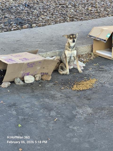 LOLA - Chihuahua available for adoption