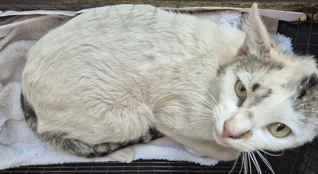 TANGO - Domestic Short Hair available for adoption