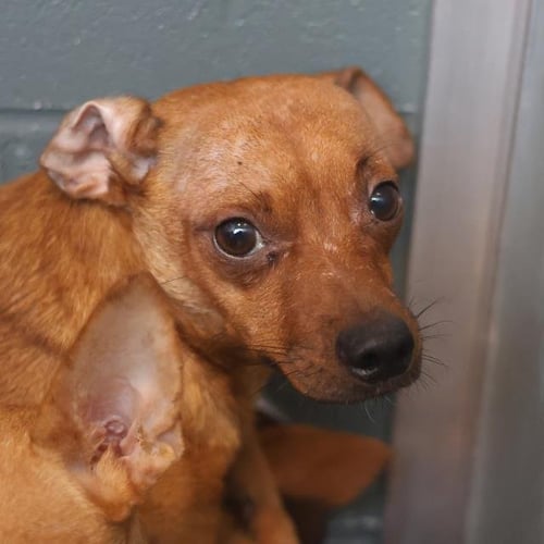 A813443 - Chihuahua available for adoption