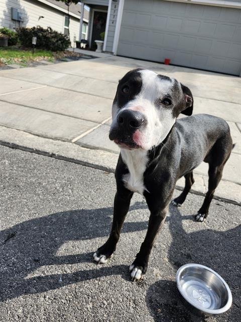 BOWEN - American Staffordshire Terrier available for adoption