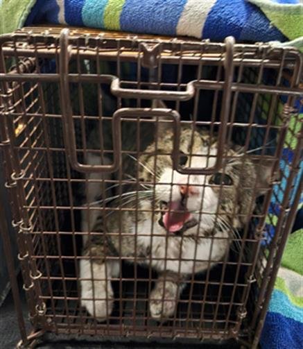 ROCCO - Domestic Short Hair available for adoption