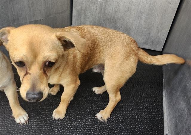 TANK - Dachshund / Chihuahua available for adoption