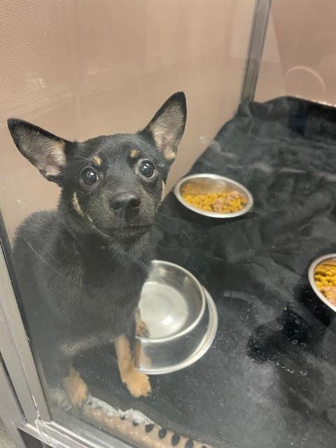 A790122 - Chihuahua available for adoption