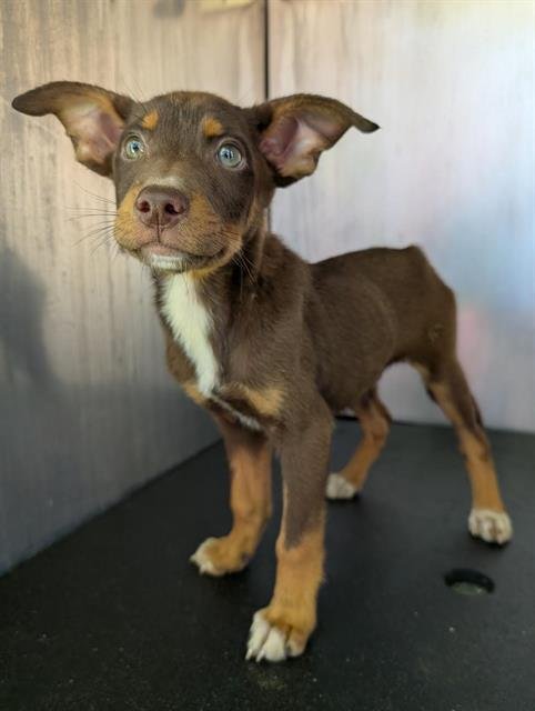 AKUMA - Australian Shepherd available for adoption