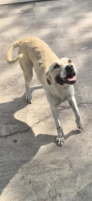 SAPHIRE - Labrador Retriever available for adoption