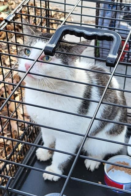 TOMMY - Domestic Short Hair available for adoption