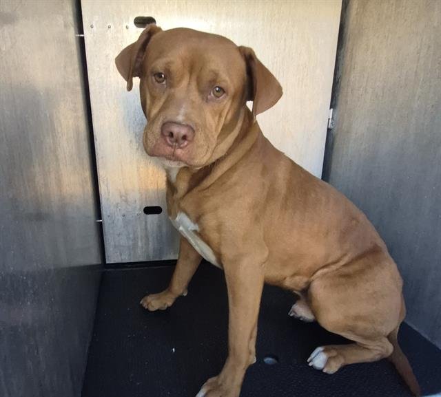 HANSEL - American Staffordshire Terrier available for adoption