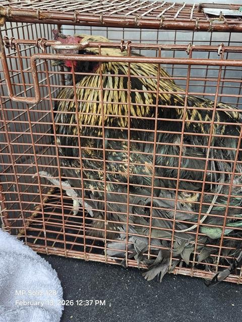 BEN - Chicken available for adoption