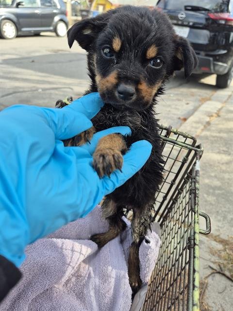 STAR - Rottweiler available for adoption