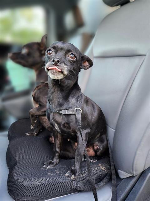 SHARON - Chihuahua available for adoption