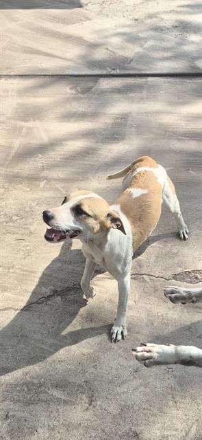 TOPANGA - Labrador Retriever available for adoption