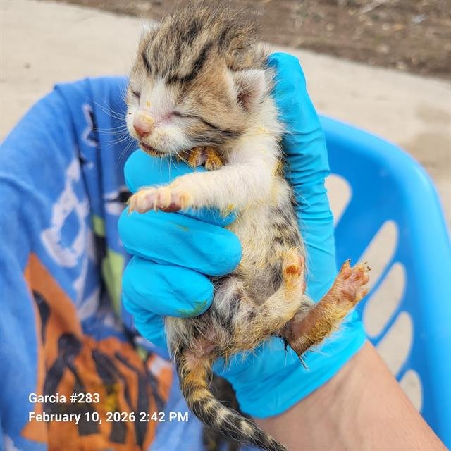 THEODORE - Domestic Short Hair available for adoption