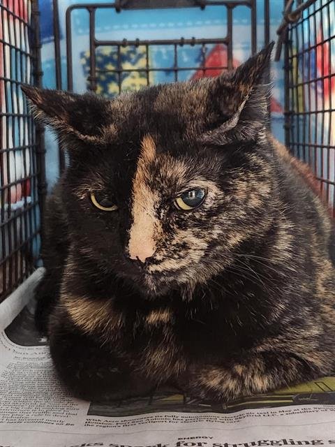 V25-7288 - Domestic Short Hair available for adoption