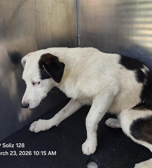 AERO - Australian Cattle Dog/Blue Heeler available for adoption