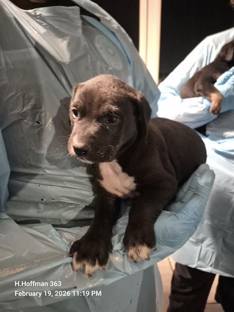 RIVER - Doberman Pinscher available for adoption