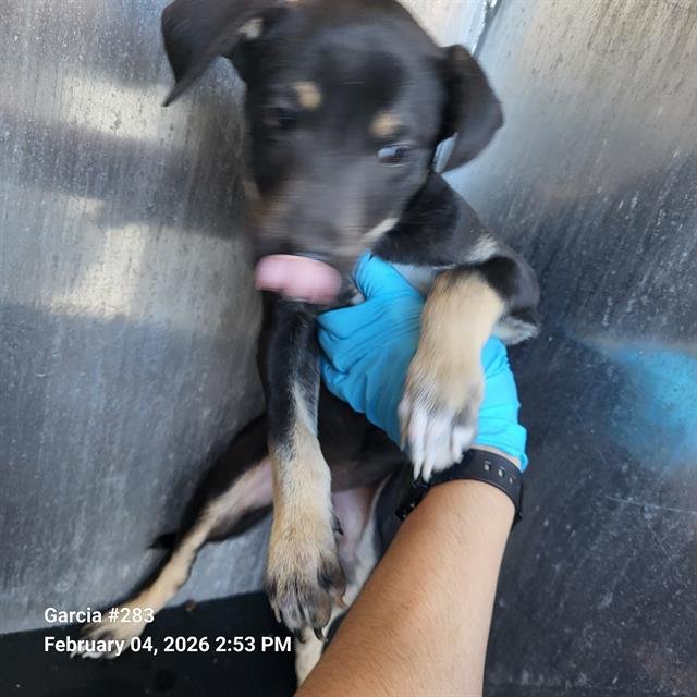 SCOTTY - Labrador Retriever available for adoption