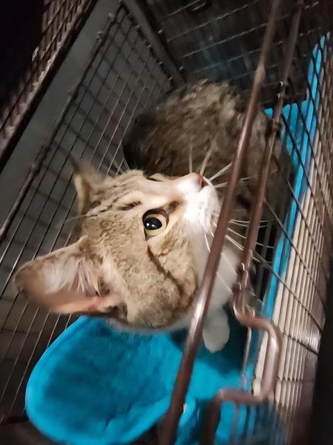 SOX - Domestic Short Hair available for adoption